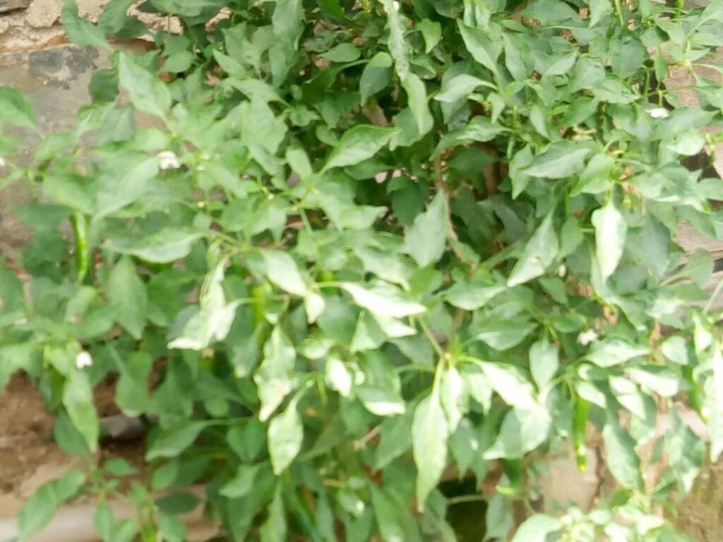 medicinal plant