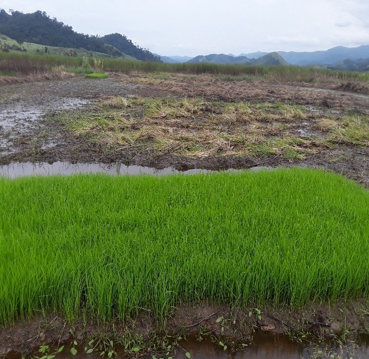 rice farm