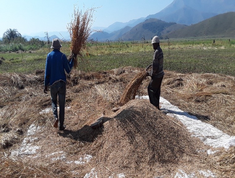 rice harvesting