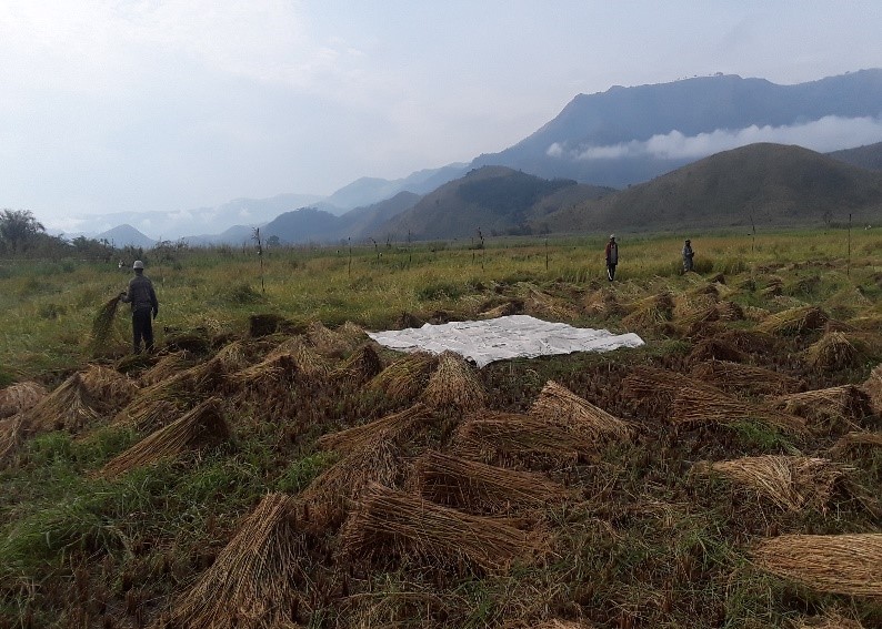 rice production