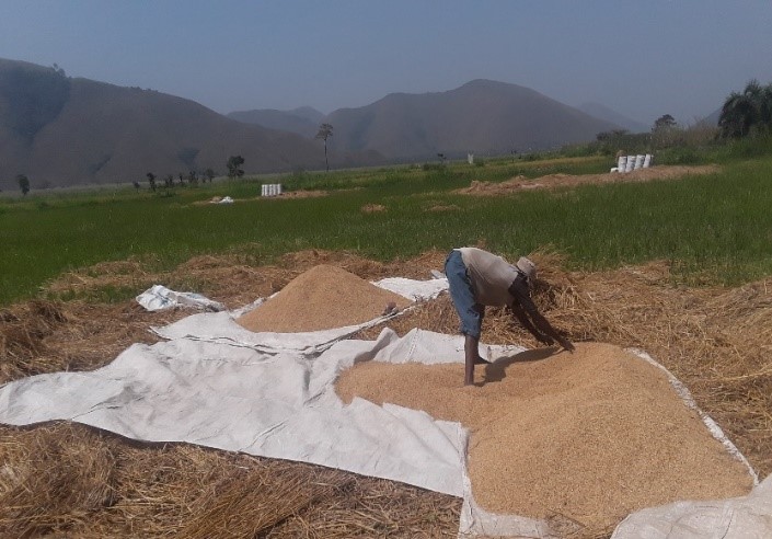 rice cultivation